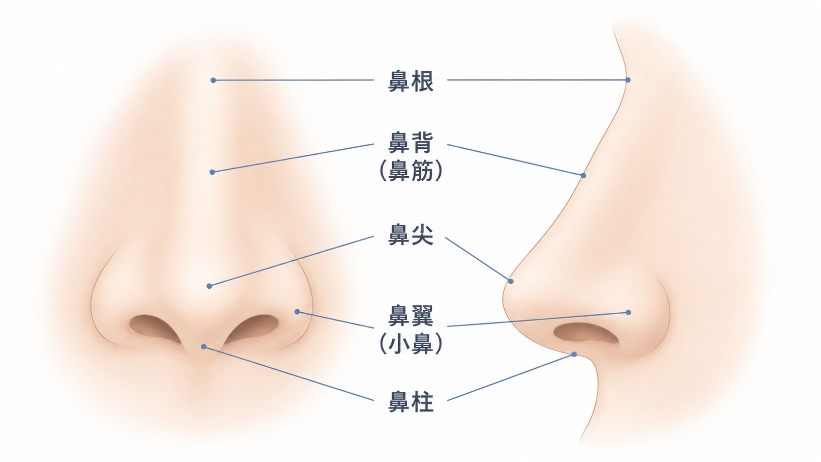 鼻の各部名称(正面・側面)