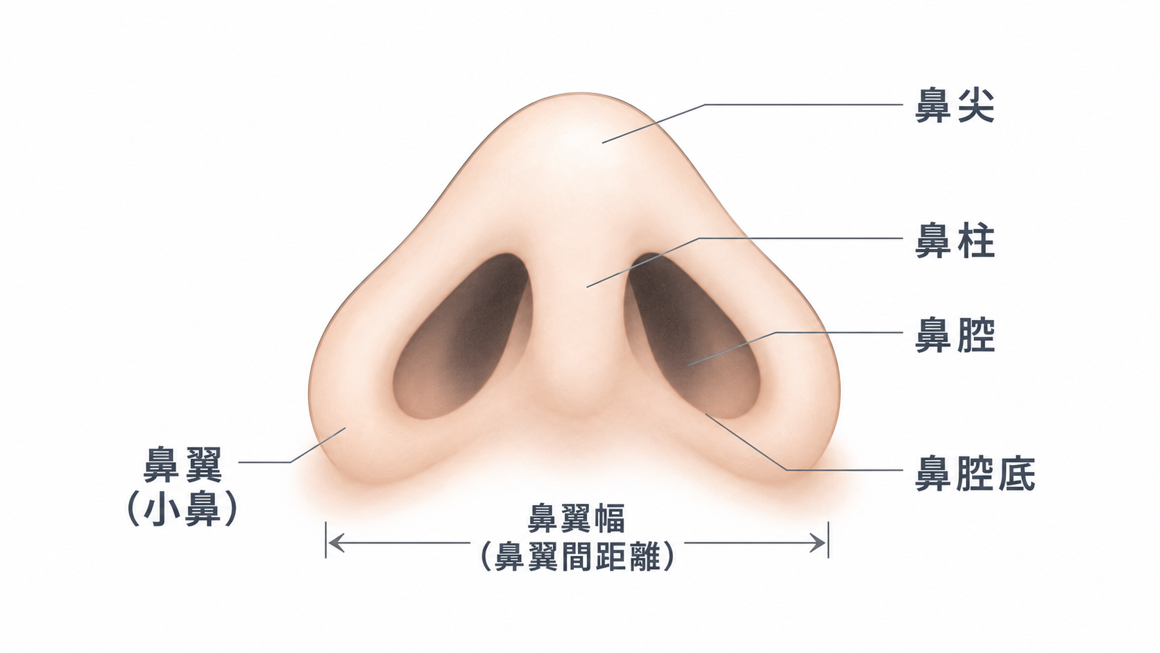 鼻を下から見た各部名称