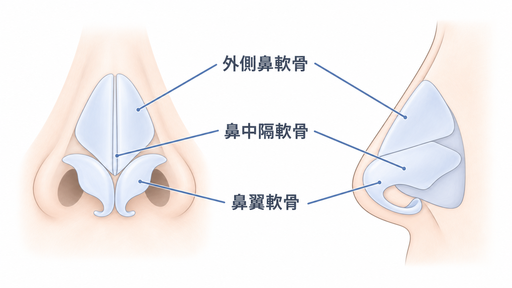 鼻の軟骨の構造